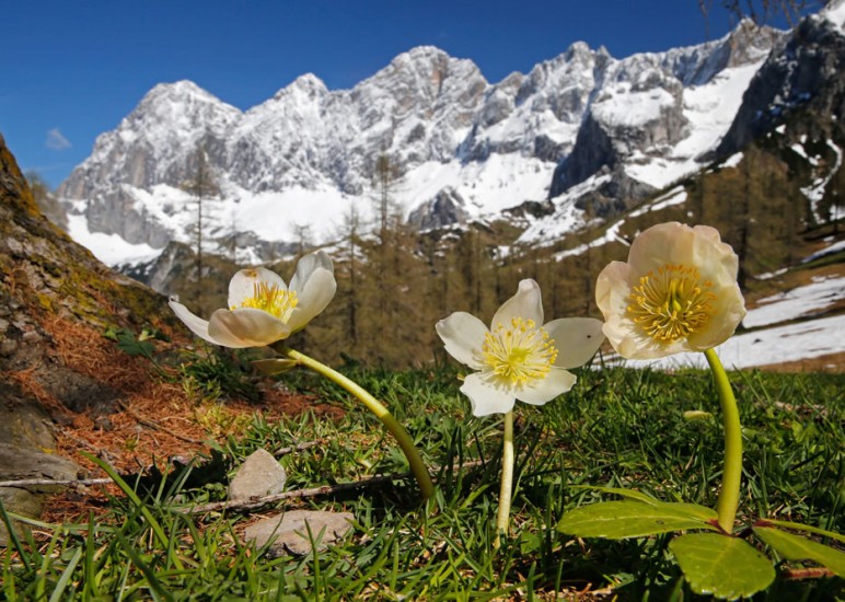 Schneerose mit Dachstein im Hintergrund