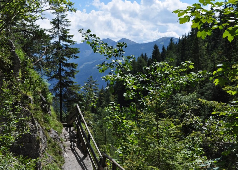 Blick auf einen Wanderweg im Wald